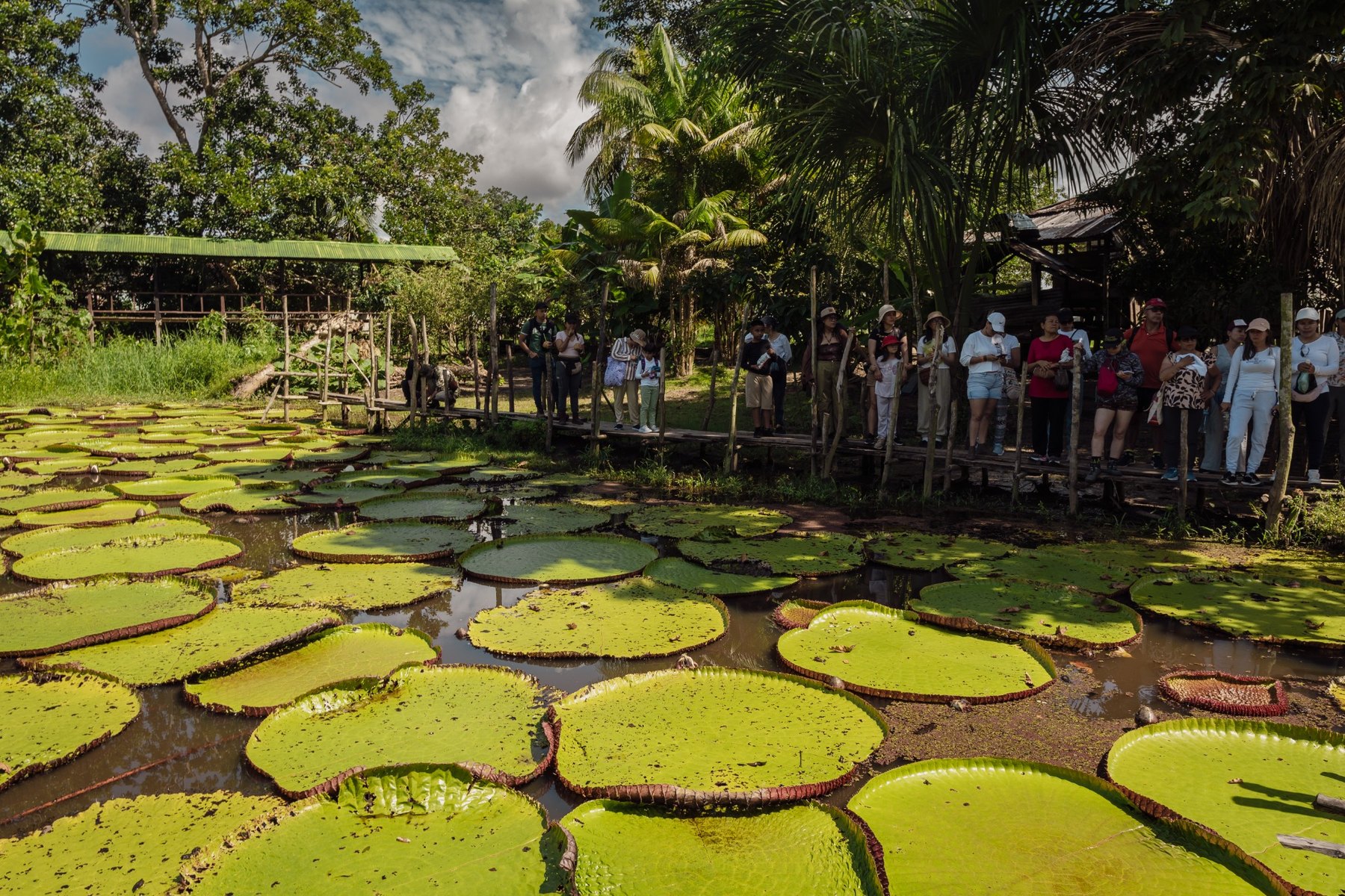 Visitantes en la Amazonía cerca de la Victoria Regia en la Amazonía colombiana